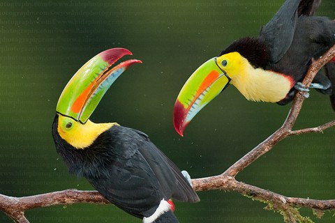  Chim Toucan mỏ thuyền” sống trong hốc cây. Chúng thường họp thành các gia đình nhỏ, ăn trái cây và côn trùng lớn. 