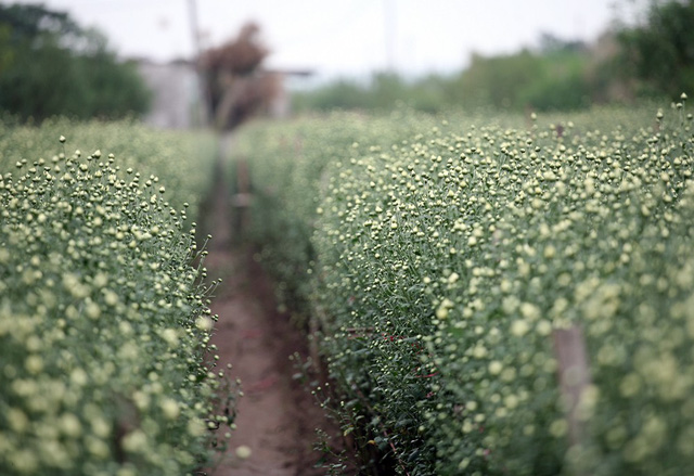  Theo người nông dân Nhật Tân, việc trồng cúc họa mi thường trồng xen canh hoặc làm thêm bởi công việc và thu nhập chính vẫn đến từ trồng đào. 