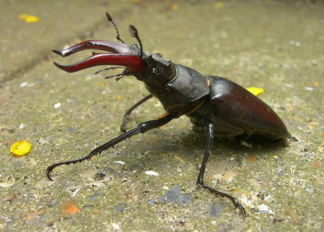 Loài bọ cánh cứng stag beetle là một trong số 1.200 loài côn trùng thuộc họ nhà Lucanidae được nhận biết với chiếc sừng lớn màu đỏ trên đầu.