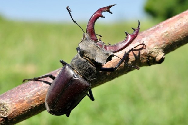 Stag beetle dành phần lớn cuộc đời của chúng ở dưới lòng đất như ấu trùng và chỉ mới xuất hiện trong vài tuần để tìm bạn đời và sinh sản.