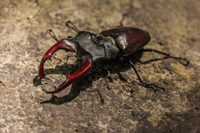 Loài côn trùng này có hàm trên màu đỏ và nhô hẳn ra khỏi đầu, tạo nên một hình dáng tương đối kỳ quặc.