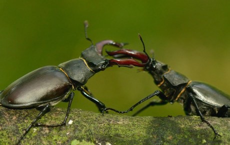 Bọ cánh cứng đực có vẻ như có cái hàm lớn hơn con cái. Cái hàm lớn quá mức so với cơ thể này được các con đực sử dụng trong các màn biểu diễn tán tỉnh hoặc đấu với những con bọ cánh cứng khác để giành con cái.