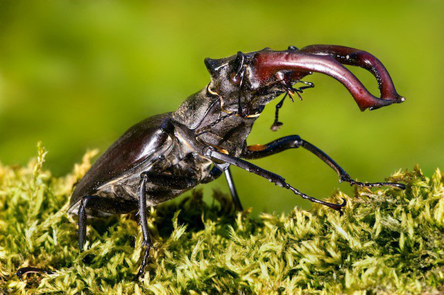 Trung bình, mỗi con Stag Beetle có chiều dài từ 2 -3 inch (5 đến 7,6 cm), song đã từng có một con sở hữu chiều dài hơn vậy được đem bán và mang về cho chủ nhân 89.000 USD (hơn 2 tỷ đồng).