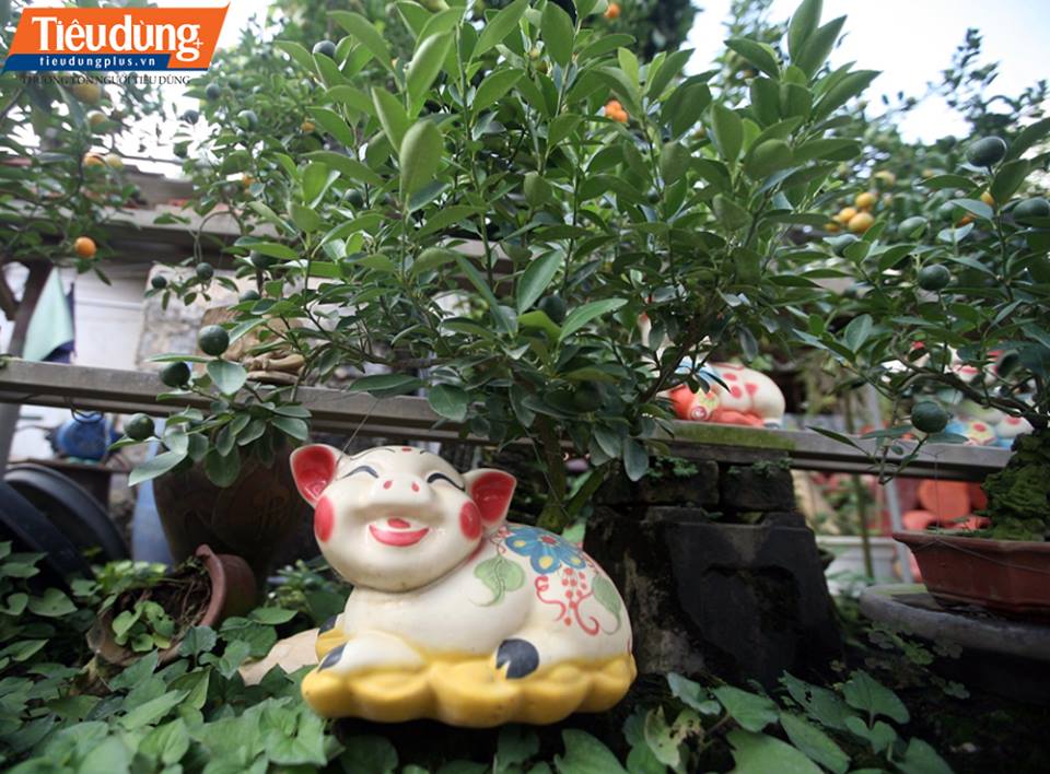giá mỗi chậu quất bonsai cho Tết Nguyên đán 2019 thấp nhất cũng khoảng 1,5 triệu đồng, cao nhất khoảng 3 triệu đồng.