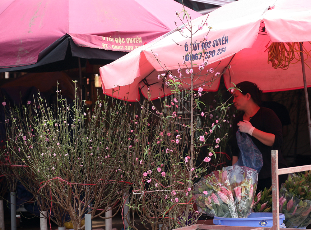 Khi tiểu thương mang ra chợ hoa Quảng An giá mỗi cành cũng cao hơn chút ít nhưng dao động từ 50.000 – 250.000 đồng/cành tùy loại.