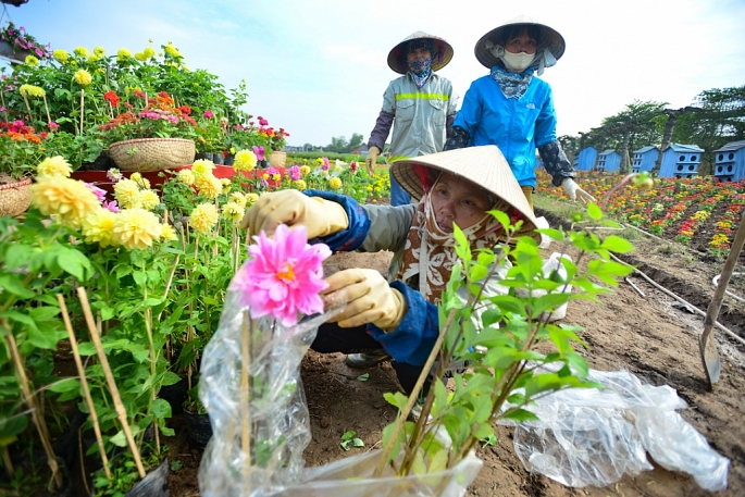 ngo ngang ngam ban do viet nam lam tu 150000 cay hoa day mau sac