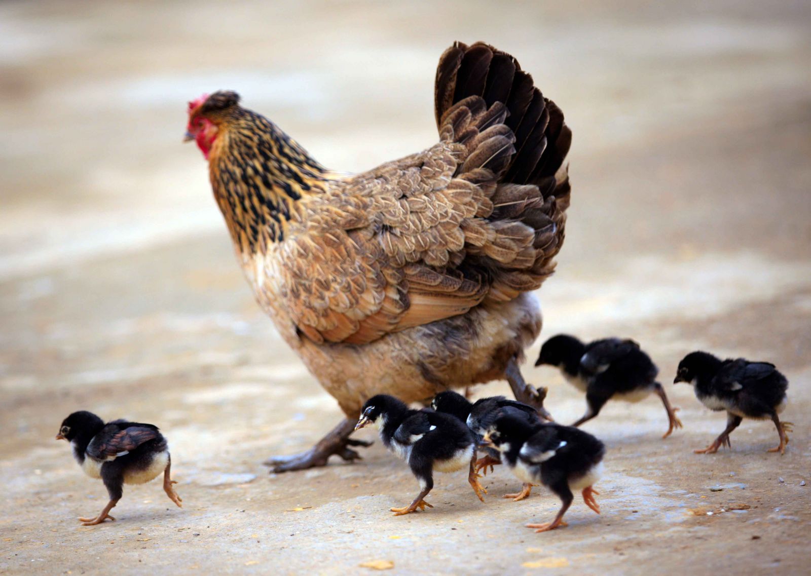 Mỗi lứa, gà 9 cựa đẻ khoảng 12-13 trứng nhưng chỉ ấp nở được khoảng 5 đến 6 con gà 9 cựa, còn lại là gà bình thường. Gà con nở đã có 6 cựa và mọc lần lượt khi lớn lên như những đàn gà lon ton trong ảnh.