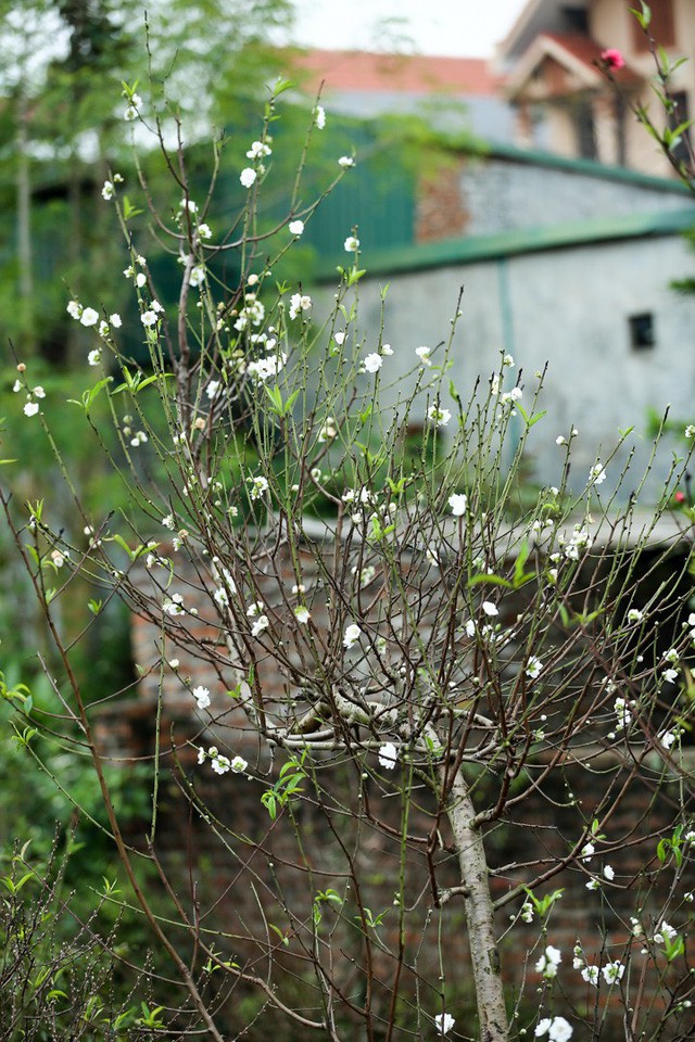 Đào trắng năm nào thời tiết ấm áp mới ra hoa, ngược với bích đào. Tuy nhiên sau khi đã hết hoa, nó sẽ ra hoa mới ngay sau đó, nở đến hết tháng hai âm lịch.