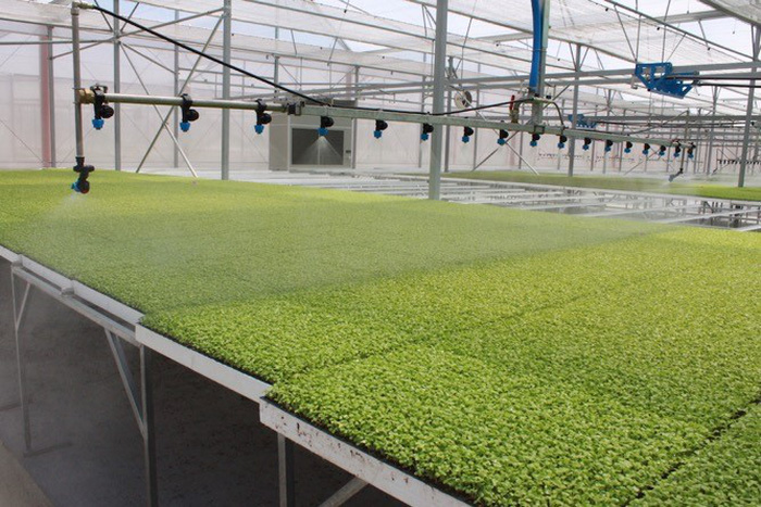 Hệ thống nông trường VinEco cung cấp rau-củ-quả sạch cho VinMart & VinMart+.