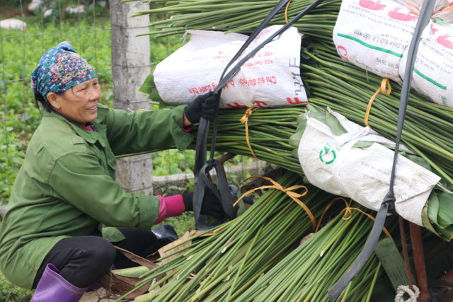 Làng lá dong Tràng Cát đang vào vụ thu hoạch tấp nập nhất năm.
