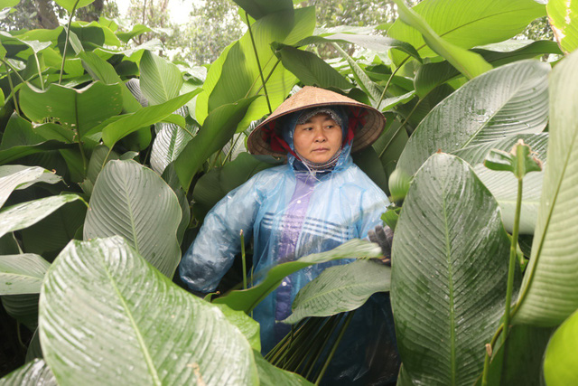 Điều kiện lý tưởng để thu hoạch lá dong là tiết trời mưa nhỏ ẩm ướt. Vì vậy,hình ảnh người nông dân Tràng Cát “đội mưa” cắt lá đã trở nên quá đỗi quen thuộc.