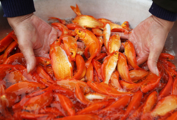Thủ phủ nuôi cá chép đỏ phục vụ ngày ông Công ông Táo: Bán cả tấn mỗi ngày 1