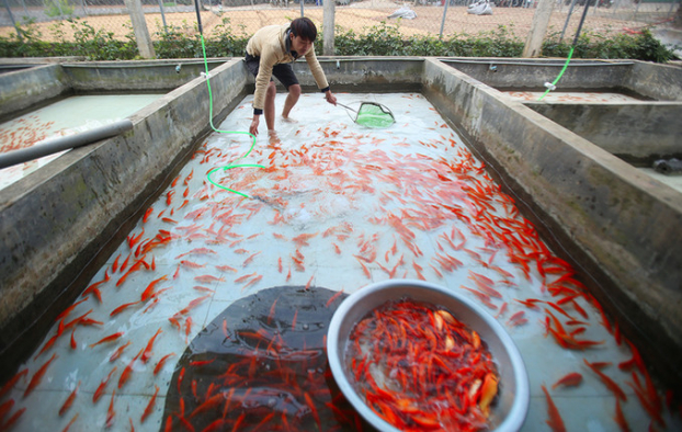 Thủ phủ nuôi cá chép đỏ phục vụ ngày ông Công ông Táo: Bán cả tấn mỗi ngày 2