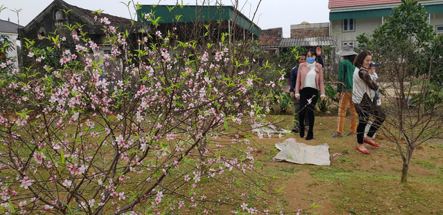 Còn hơn 1 tuần nữa mới đến Tết Nguyên đán nhưng nhiều khách hàng đã vào tận làng đào để chọn cho mình những cây ưng ý.