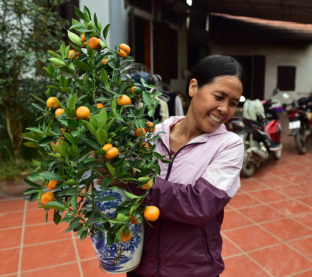 Nụ cười viên mãn của người nông dân Văn Giang khi Tết đang cận kề bởi lẽ riêng với gia đình chị Mai năm nay vừa thắng lớn đối với 700 chậu quất bonsai hồ lồ.