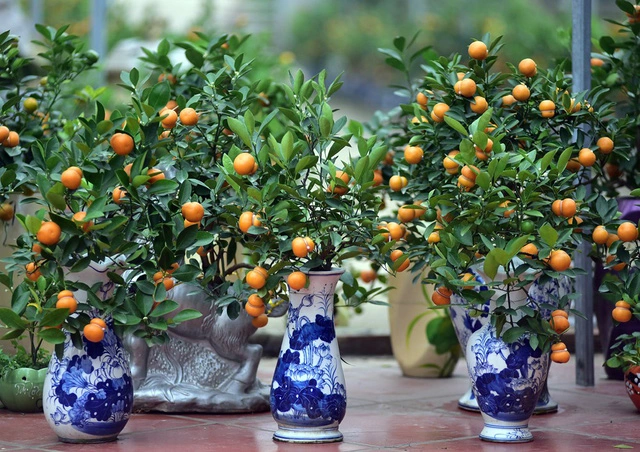 Mỗi chậu quất bonsai hình hồ lô được gia đình bán với giá từ 300.000 - 1 triệu đồng.