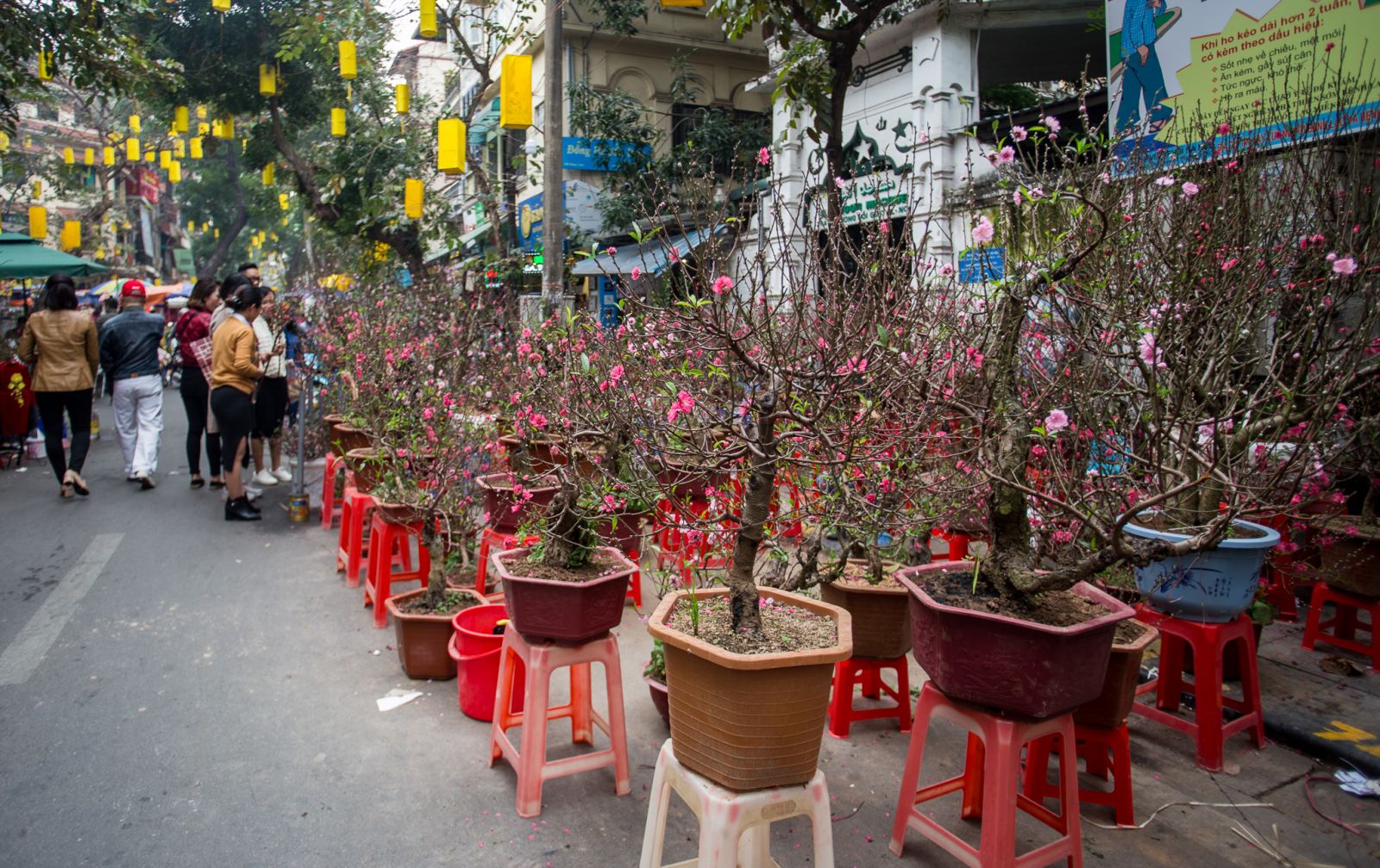 Nhiều năm nay, chợ hoa Hàng Lược chỉ tập trung bán các loại đào quất có độ lớn vừa phải theo nhu cầu của người mua. Rất nhiều người dân đi chợ hoa không chỉ để mua hoa mà còn để tìm lại hương vị Tết Nguyên đán đặc biệt ở phố cổ Hà Nội.