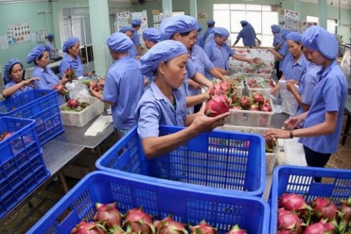 Thanh long đang được coi là một trong những mặt hàng nông sản đầy tiềm năng của Việt Nam khi xuất sang EU.