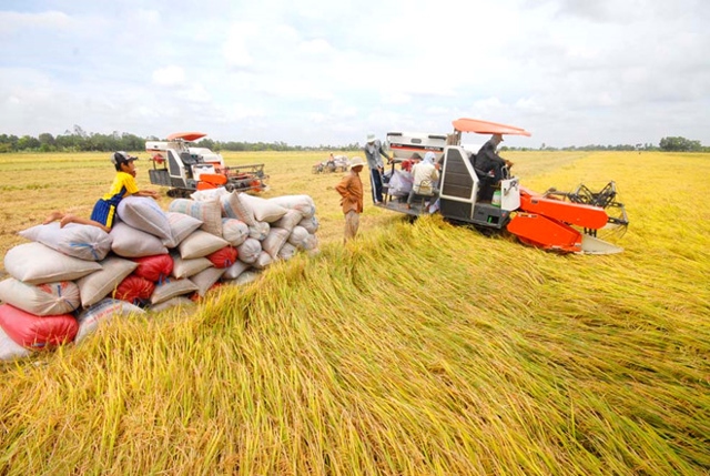 Đã đến lúc Việt Nam nên điều chỉnh sản xuất lúa gạo từ số lượng sang chất lượng, giá trị. Ảnh minh họa