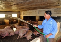 Trợ giá bằng 70% giá thị trường, tránh nguy cơ lây lan dịch tả lợn châu Phi