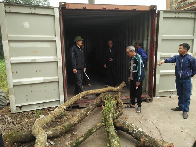  Toàn bộ 31 khúc gỗ cây sưa chặt hạ tại chùa làng đang được bảo quản chặt chẽ trong container khóa kín đặt tại sân nhà văn hóa thôn Phụ Chính. 