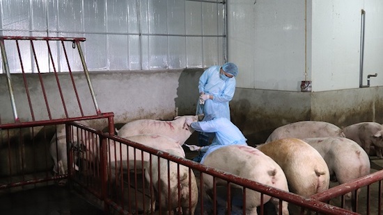 Dịch tả lợn đã lan ra 17 tỉnh thành, 23.000 con lợn bị tiêu hủy