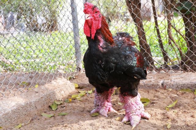 Những con gà quý còn được chăm sóc bằng một chế độ đặc biệt, cách vài ngày dùng nước muối ấm, hoặc nước lá trầu không để rửa chân và chải lông.