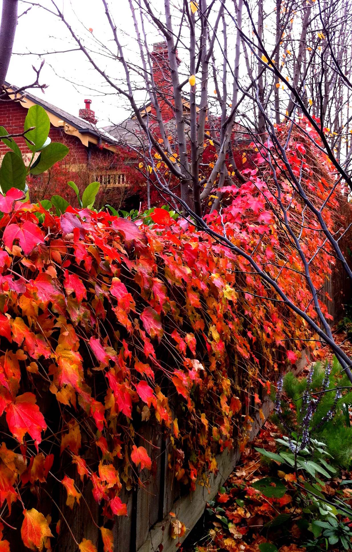 … lá trải đỏ khắp những hàng rào gỗ bao quanh những ngôi nhà mang đậm kiến trúc Victoria.