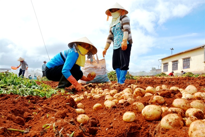 Lâm Đồng đã dán tem chống giả cho hơn 1.500 tấn khoai tây trước khi đưa ra thị trường tiêu thụ. (Ảnh TL)