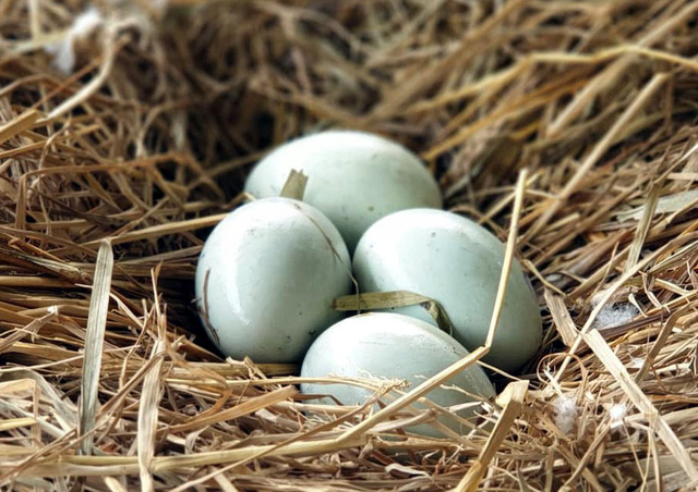 Trong 1 năm chăm sóc và nuôi dưỡng, đàn thiên nga tại hồ Thiền Quang đã sinh nở khoảng 20 quả trứng trong 3 lần. Sự kiện khiến nhiều nhân viên chăm sóc cũng như người dân thích thú.