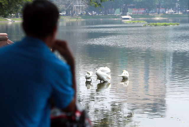 Nhiều người dân vẫn có thói quen ra khu vực hồ Thiền Quang ngắm đàn thiên nga tắm mát, vui chơi.