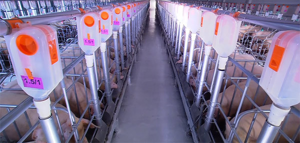 Mô hình chăn nuôi lợn theo quy mô công nghiệp lớn, hiện đại hiện nay.