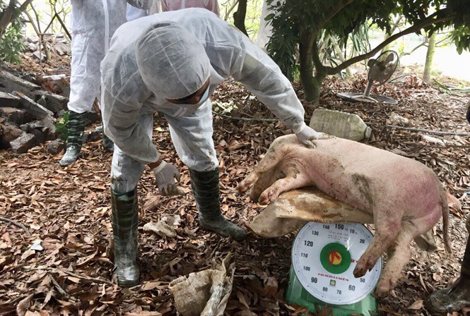 Hà Nội: Tốn hơn 200 tỷ đồng để tiêu hủy lợn nhiễm dịch tả Châu Phi. Ảnh minh họa