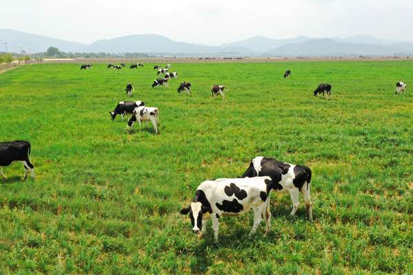 Với thổ nhưỡng, địa hình, khí hậu cùng cao nguyên tương tự như New Zealand, các trang trại bò sữa ở Xiêng Khoảng rất lý tưởng cho việc chăn nuôi bò sữa Organic theo các tiêu chuẩn của châu Âu, Mỹ và Nhật Bản.
