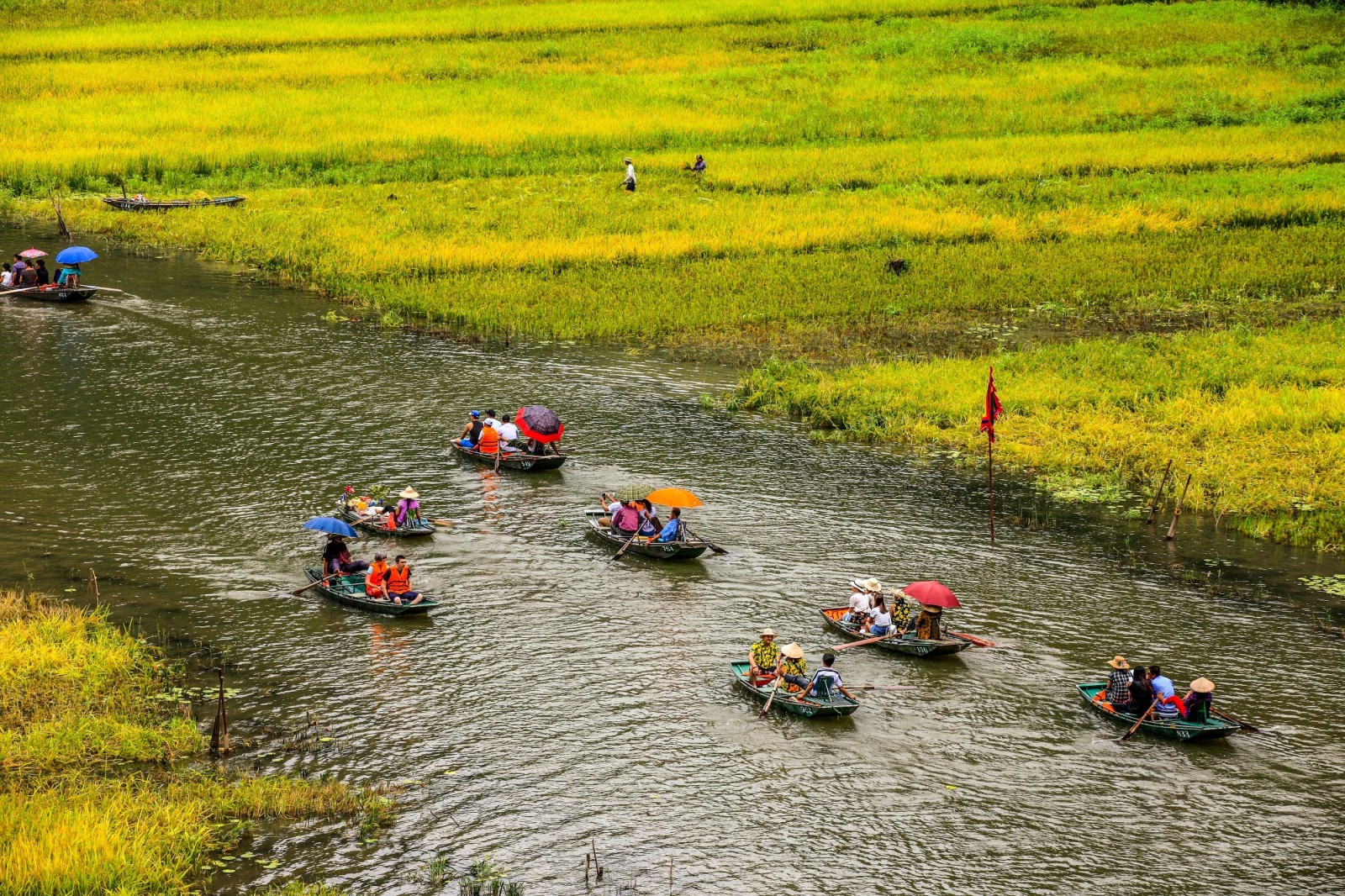 Dọc hai bên dòng sông Ngô Đồng là cánh đồng lúa thơ mộng khiến du khách mê mẩn khung cảnh nên thơ này khi một lần được ngồi trên chuyến đò du ngoạn giữa cánh đồng lúa chín vàng.