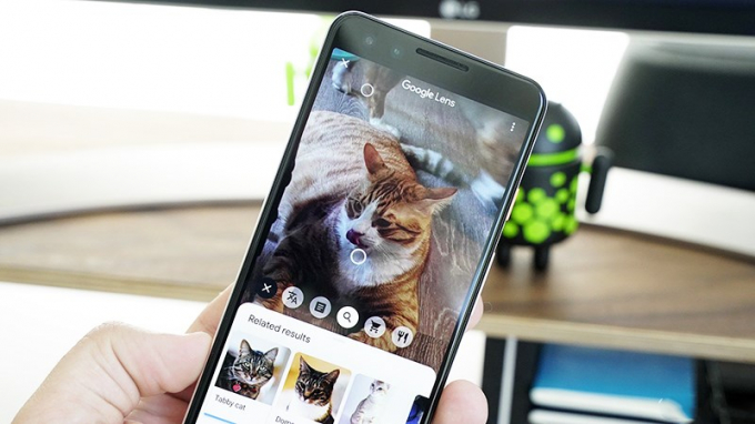 Google Lens đang nhận diện tên con mèo trong hình.