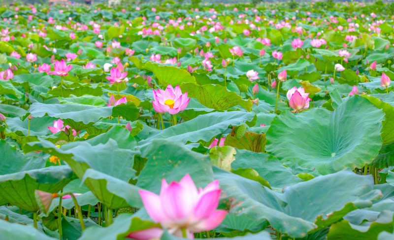 Khác với nhiều đầm sen khác ở Hà Nội, hoa sen ở An Phú có chu kỳ nở muộn hơn, đẹp nhất là khoảng thời gian cuối tháng 6 đến hết tháng 8.