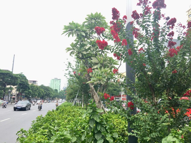  Từ lâu, hoa tường vi đã trở thành một điểm nhấn đặc biệt cho tuyến phố Nguyễn Chí Thanh - Trần Duy Hưng vào mỗi độ hè về. Hoa tường vi đỏ chen lẫn sắc hồng như tô điểm dọc cả tuyến đường. 