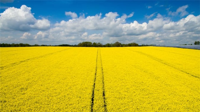 Bức ảnh chụp cánh đồng hoa vàng ươm trải dài dường như bất tận ở Sachsen, Polditz, Đức gây ấn tượng mạnh với công chúng.