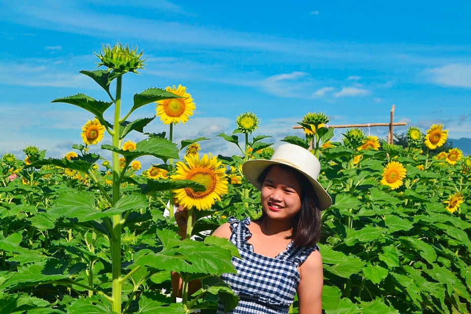 Mê mẩn với cánh đồng hoa hướng dương tại Quảng Nam
