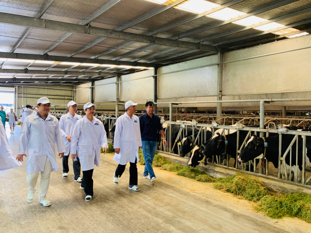 Ông Phùng Đức Tiến - Thứ trưởng Bộ NN & PTNT, ông Phạm Văn Đông – Cục trưởng Cục Thú y và đoàn công tác tham quan “Resort” bò sữa đạt chuẩn Global G.A.P của Vinamilk tại Tây Ninh