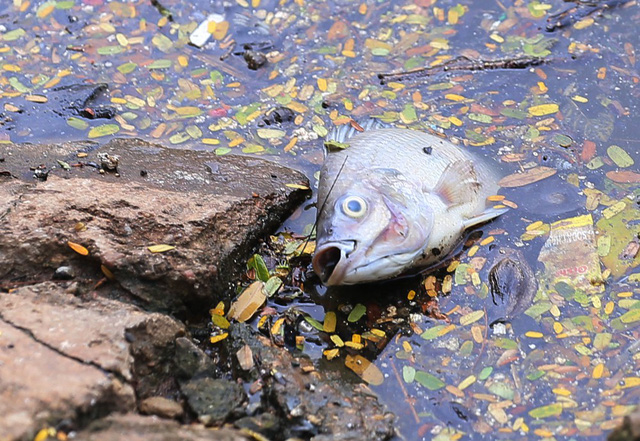 Hồ Trúc Bạch - Hà Nội bất ngờ xuất hiện tình trạng cá chết hàng loạt - Ảnh 1.