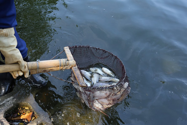 Hồ Trúc Bạch - Hà Nội bất ngờ xuất hiện tình trạng cá chết hàng loạt - Ảnh 13.