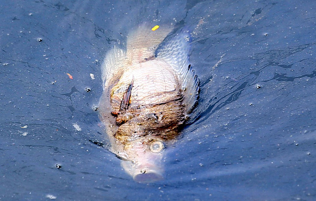 Hồ Trúc Bạch - Hà Nội bất ngờ xuất hiện tình trạng cá chết hàng loạt - Ảnh 2.