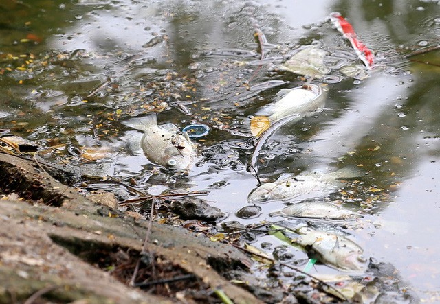Hồ Trúc Bạch - Hà Nội bất ngờ xuất hiện tình trạng cá chết hàng loạt - Ảnh 3.