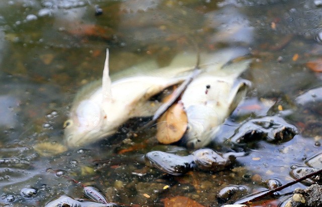 Hồ Trúc Bạch - Hà Nội bất ngờ xuất hiện tình trạng cá chết hàng loạt - Ảnh 4.