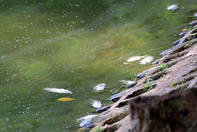 Hồ Trúc Bạch - Hà Nội bất ngờ xuất hiện tình trạng cá chết hàng loạt - Ảnh 5.