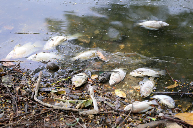 Hồ Trúc Bạch - Hà Nội bất ngờ xuất hiện tình trạng cá chết hàng loạt - Ảnh 6.