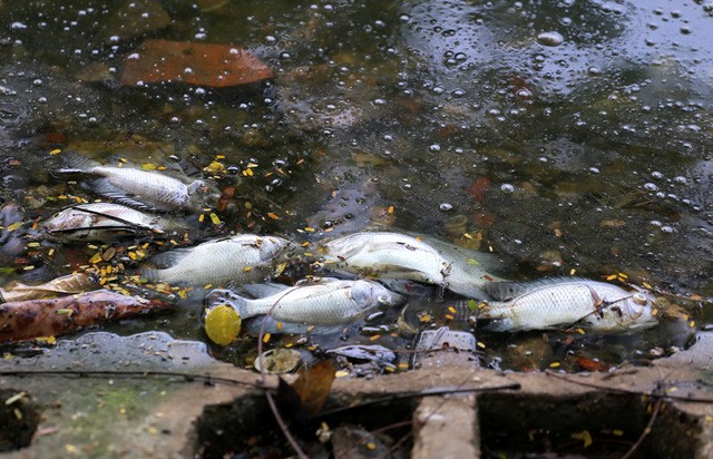 Hồ Trúc Bạch - Hà Nội bất ngờ xuất hiện tình trạng cá chết hàng loạt - Ảnh 7.