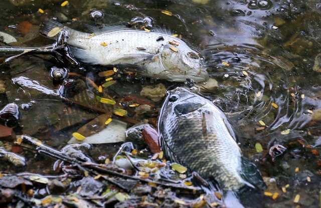 Hồ Trúc Bạch - Hà Nội bất ngờ xuất hiện tình trạng cá chết hàng loạt - Ảnh 8.
